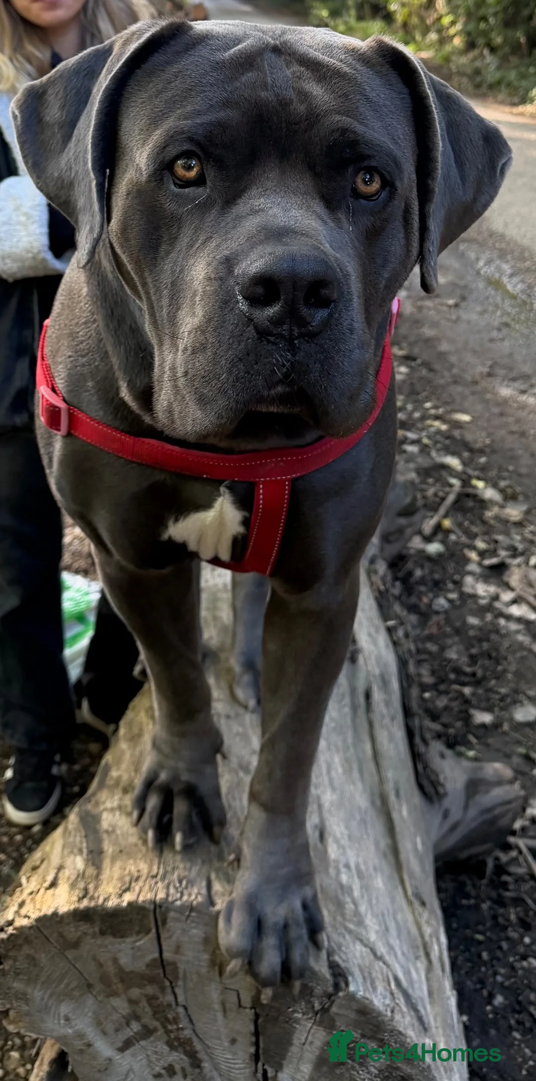 Boerboel dogs for stud: Male Boerboel  in Sudbury - Advert 2