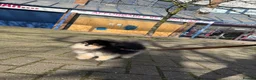 Pomeranian dogs for stud: PROVEN 1.8 kg Black and Tan STUD True to type  - Advert 4
