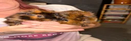 Guinea Pig rodents for sale: 2 Sisters Ready To Go Together in Pontefract - Advert 1