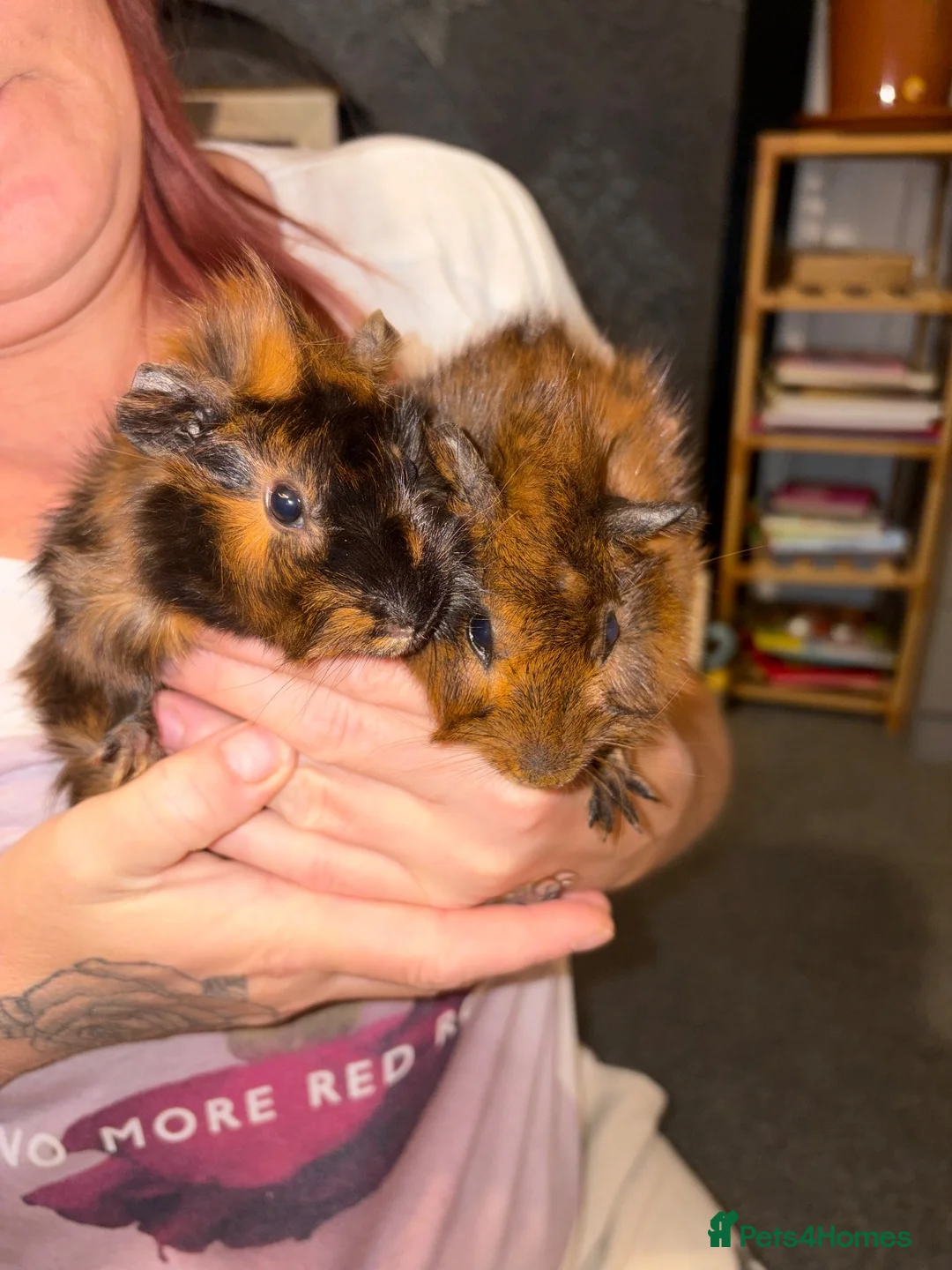 Guinea Pig rodents for sale: 2 Sisters Ready To Go Together in Pontefract - Advert 1