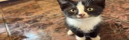 Mixed Breed cats for sale: 🐾 Tux Sami – Tuxedo Kitten 🖤🤍 in Peterborough - Advert 4