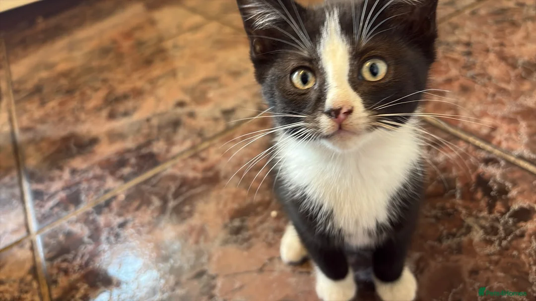 Mixed Breed cats for sale: 🐾 Tux Sami – Tuxedo Kitten 🖤🤍 in Peterborough - Advert 4