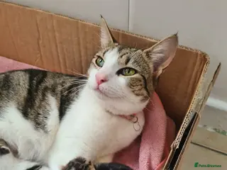 Aegean cats Female Kitten - Advert 1