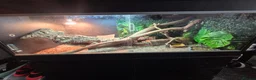 Bearded Dragon reptiles for sale: Bearded dragon  in Preston - Advert 2