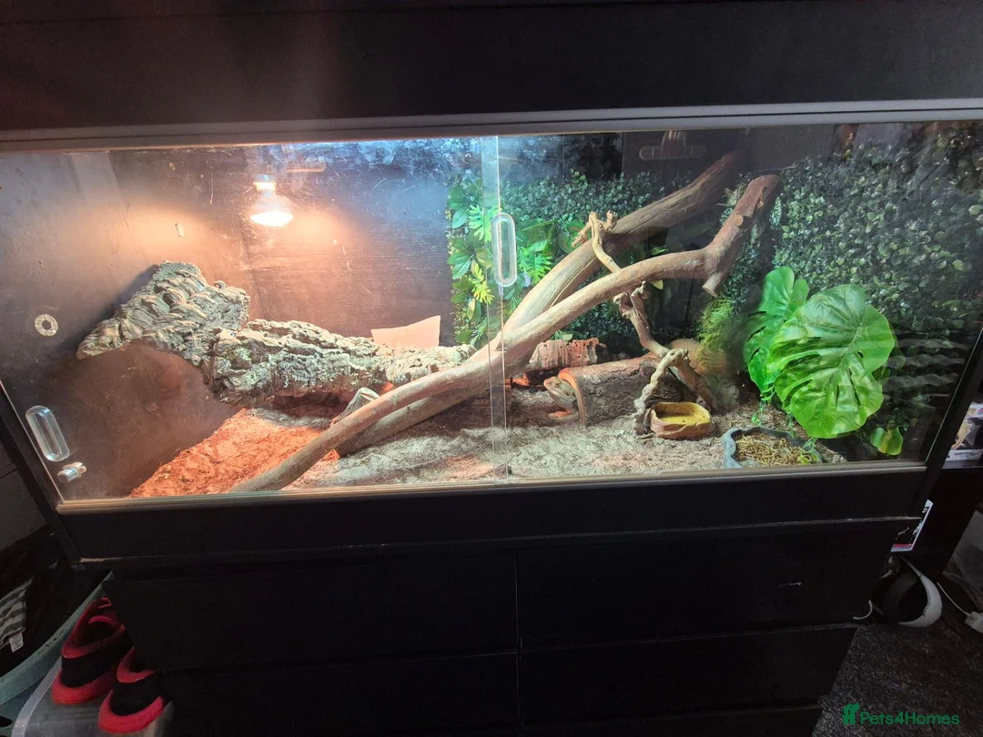 Bearded Dragon reptiles for sale: Bearded dragon  in Preston - Advert 2
