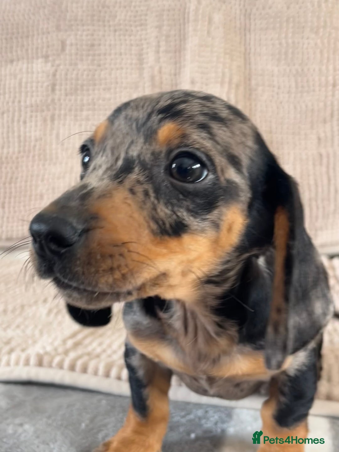 Dachshund dogs for sale: Datchund pups   - Image 10