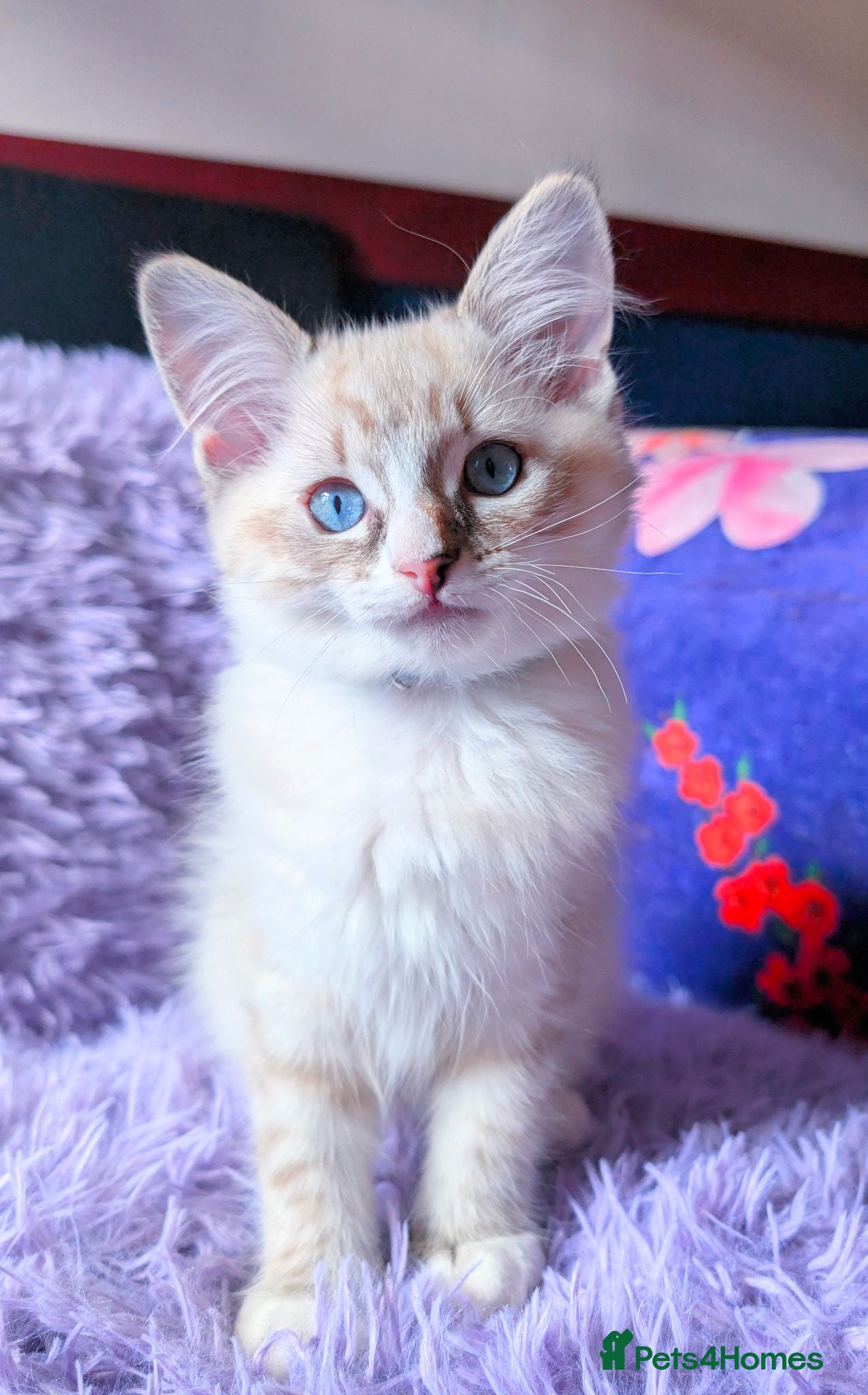 Ragdoll cats Ragdoll kitten - Blue-Cream Torbie Mitted w/ Blaze - Advert 1