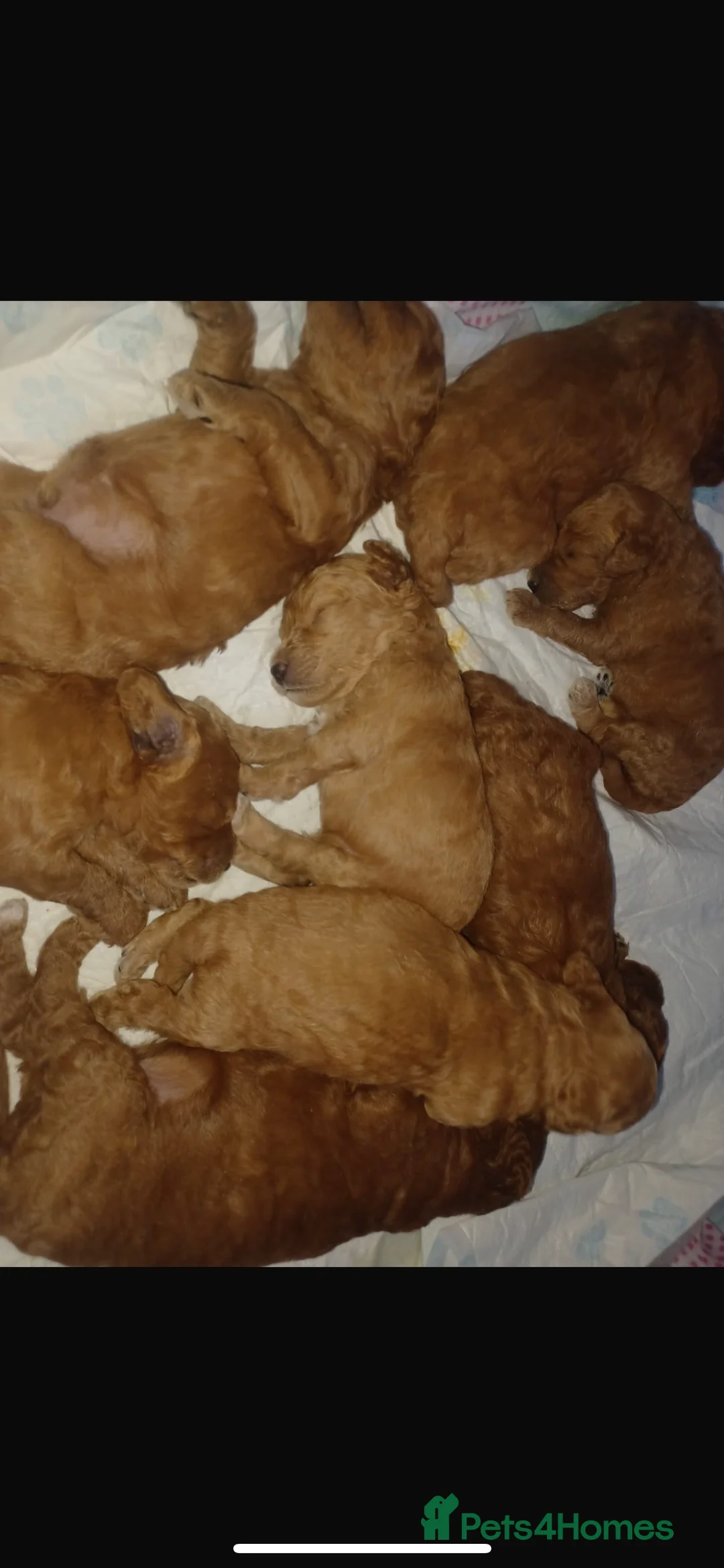 Miniature Poodle dogs for stud: Merlesque Top Gun mahogany mini poodle in Chorley - Advert 21