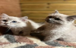 Ragdoll cats for sale: Tica Cherubim ragdoll kittens ready now  - Image 16