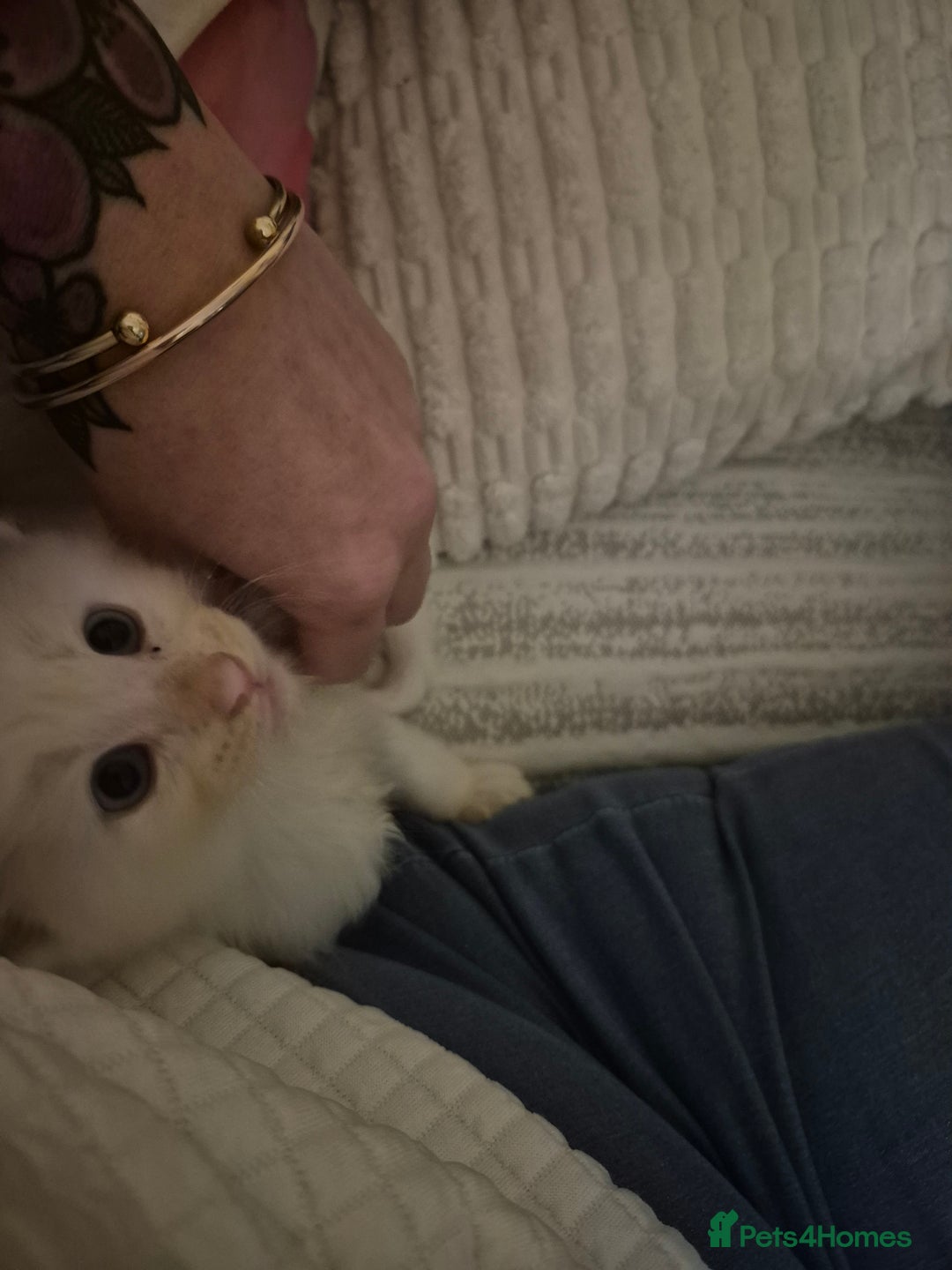 Maine Coon cats for sale: Beautiful maine coon floofs - Advert 4