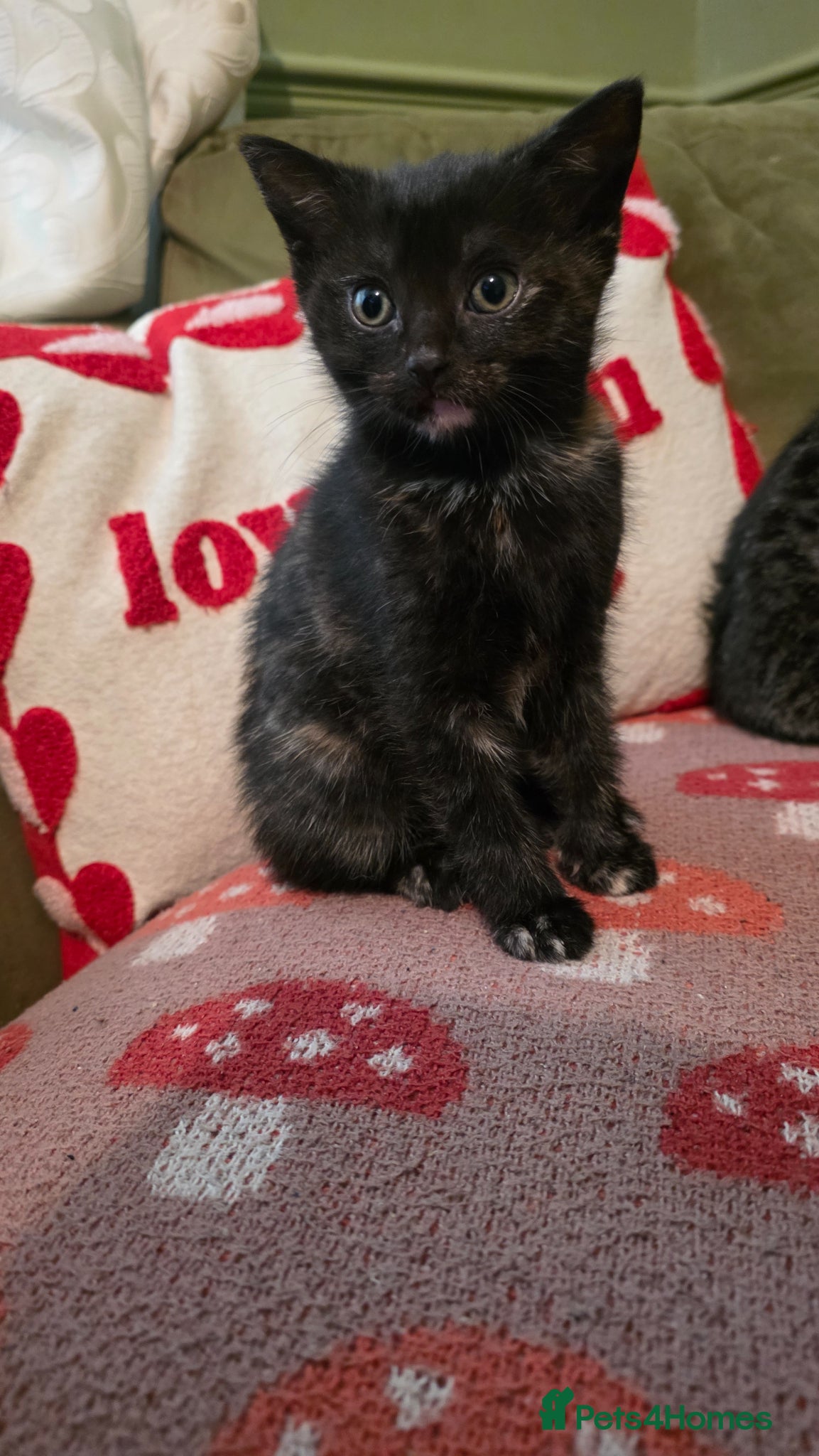 Mixed Breed cats 1 female kitten READY NOW - Advert 15