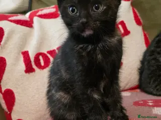 Mixed Breed cats 1 female kitten READY NOW - Advert 15