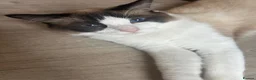 Ragdoll cats for sale: Sealpoint Ragdoll in Camborne - Advert 5