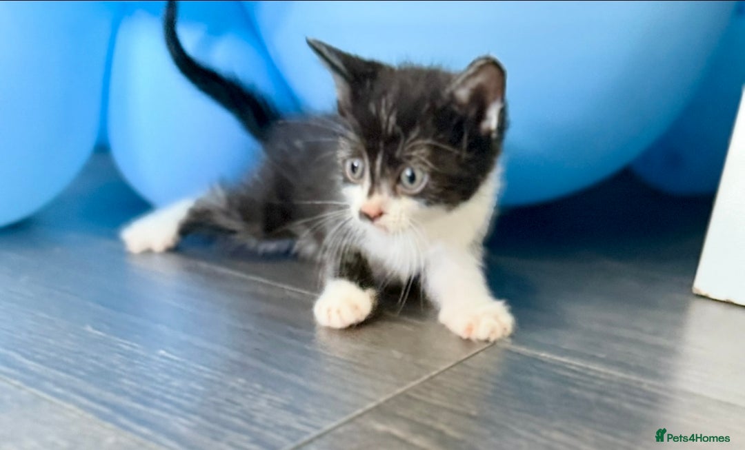 Luton Vets For Pets Dunstable Number Kittens For Sale In Dunstable