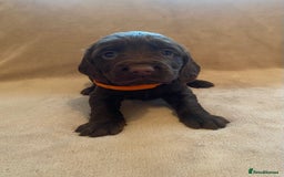 Cocker Spaniel dogs for sale: Cocker Spaniel Pups - Image 3