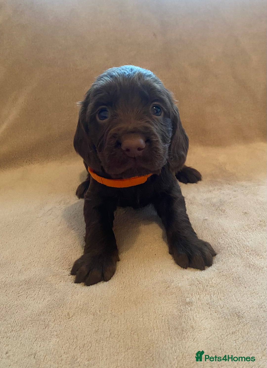 Cocker Spaniel dogs for sale: Cocker Spaniel Pups - Image 3