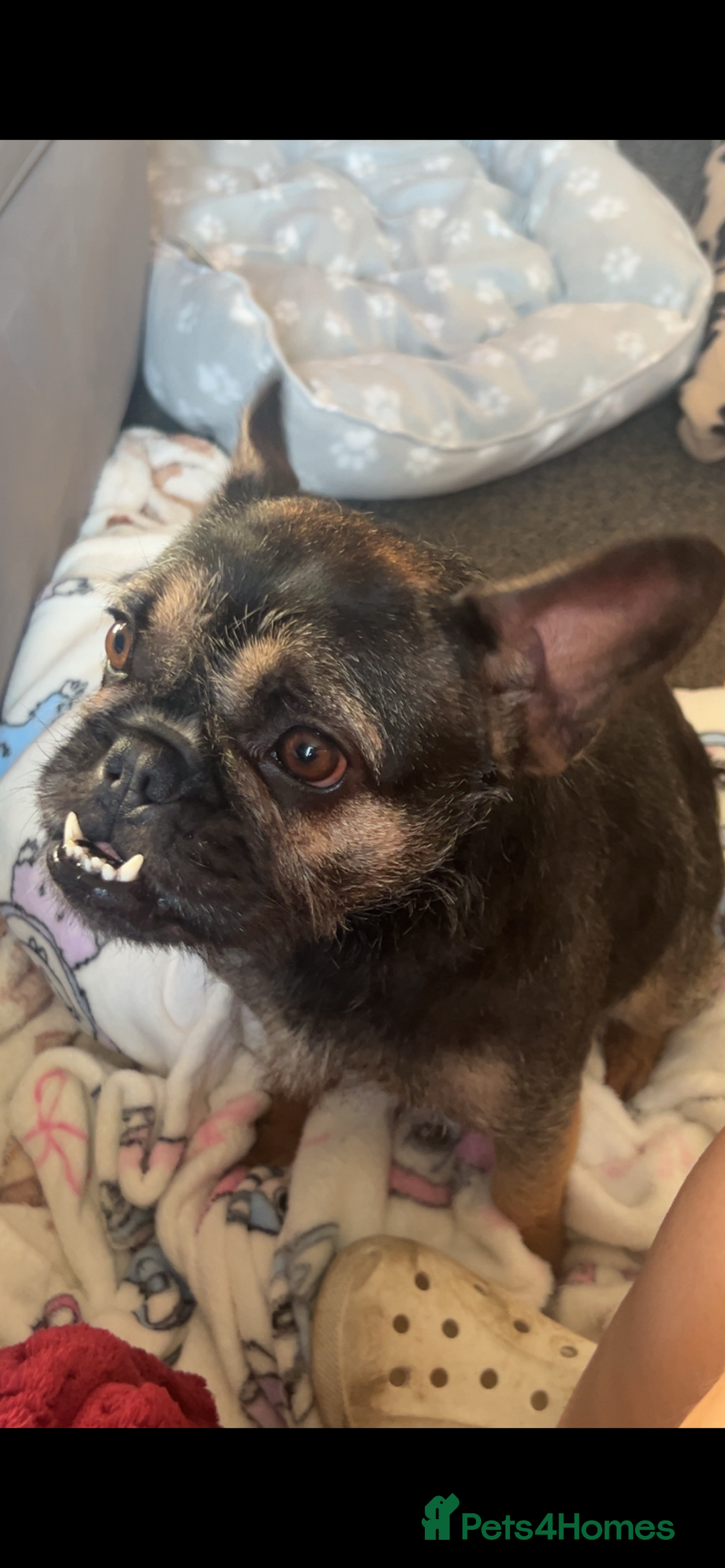 Mixed Breed dogs for sale: Female forky  - Advert 2