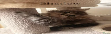 Shadow (BOY)