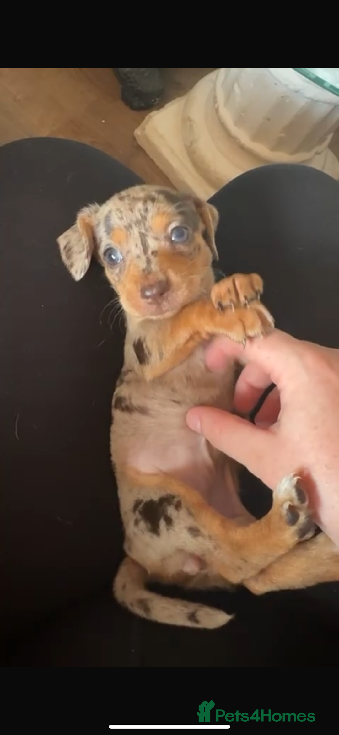 Chiweenie dogs for sale: Chiweenie - Image 1