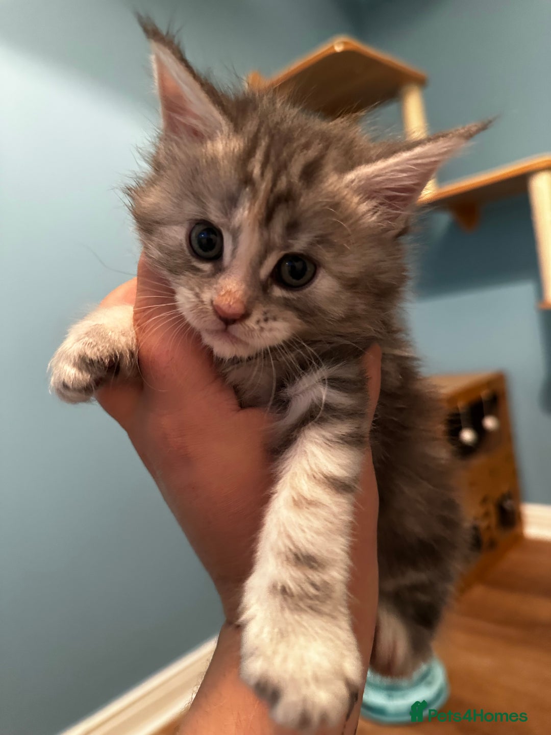 Maine Coon cats for sale: GCCF Maine coon kittens  - Image 10