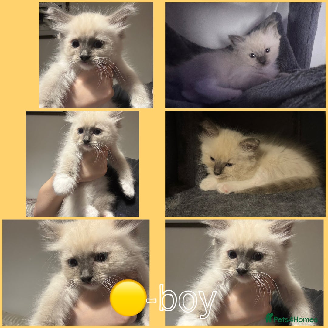 Ragdoll cats for sale: Ragdoll kittens for sale in Romford - Image 2