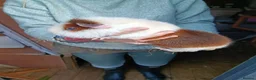 Guinea Pig rodents for sale: Teddy Guinea pig babys in Ayr - Advert 4