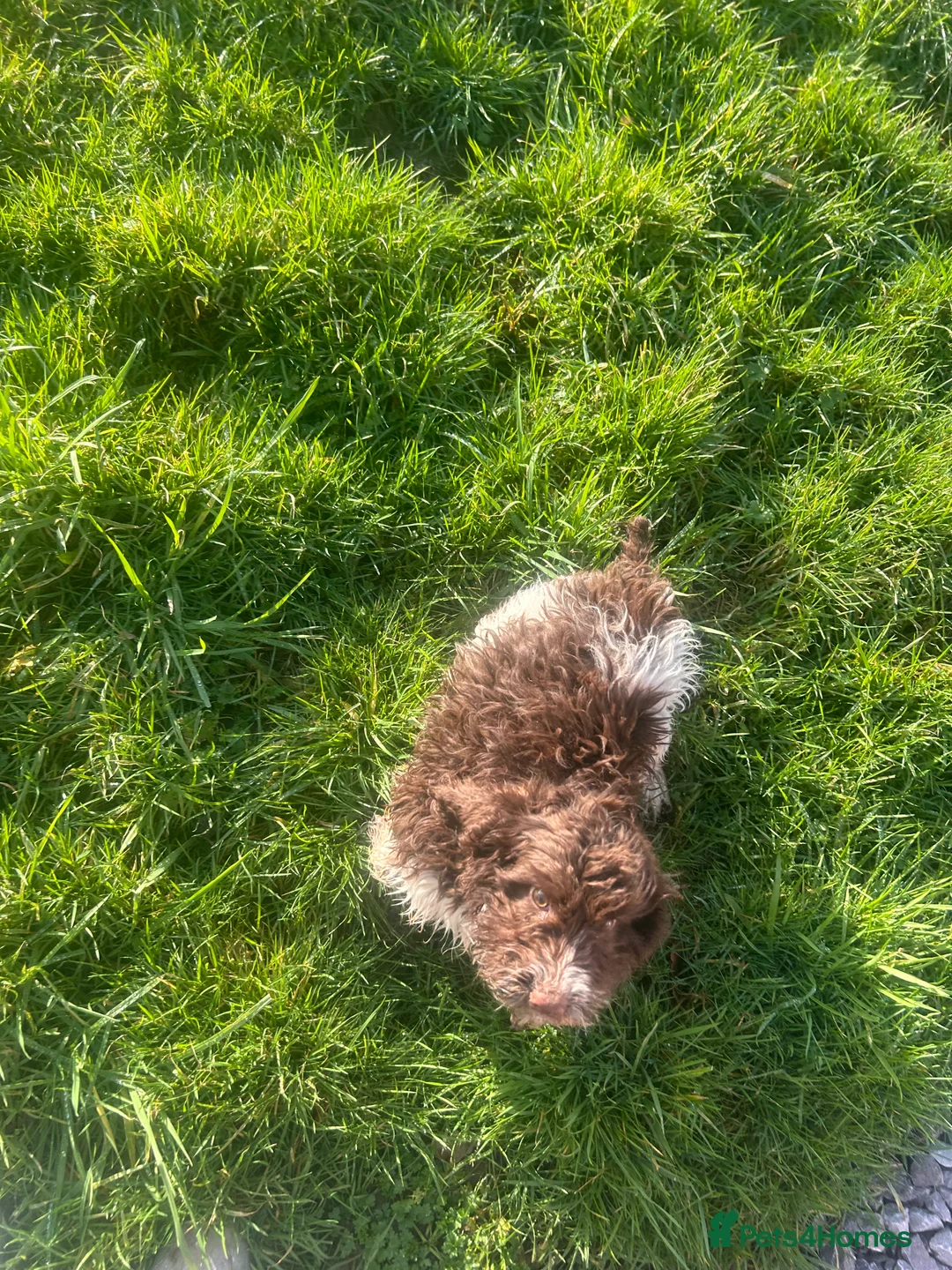 Cockapoo dogs for sale: beautiful cockapoo girl  - Advert 7