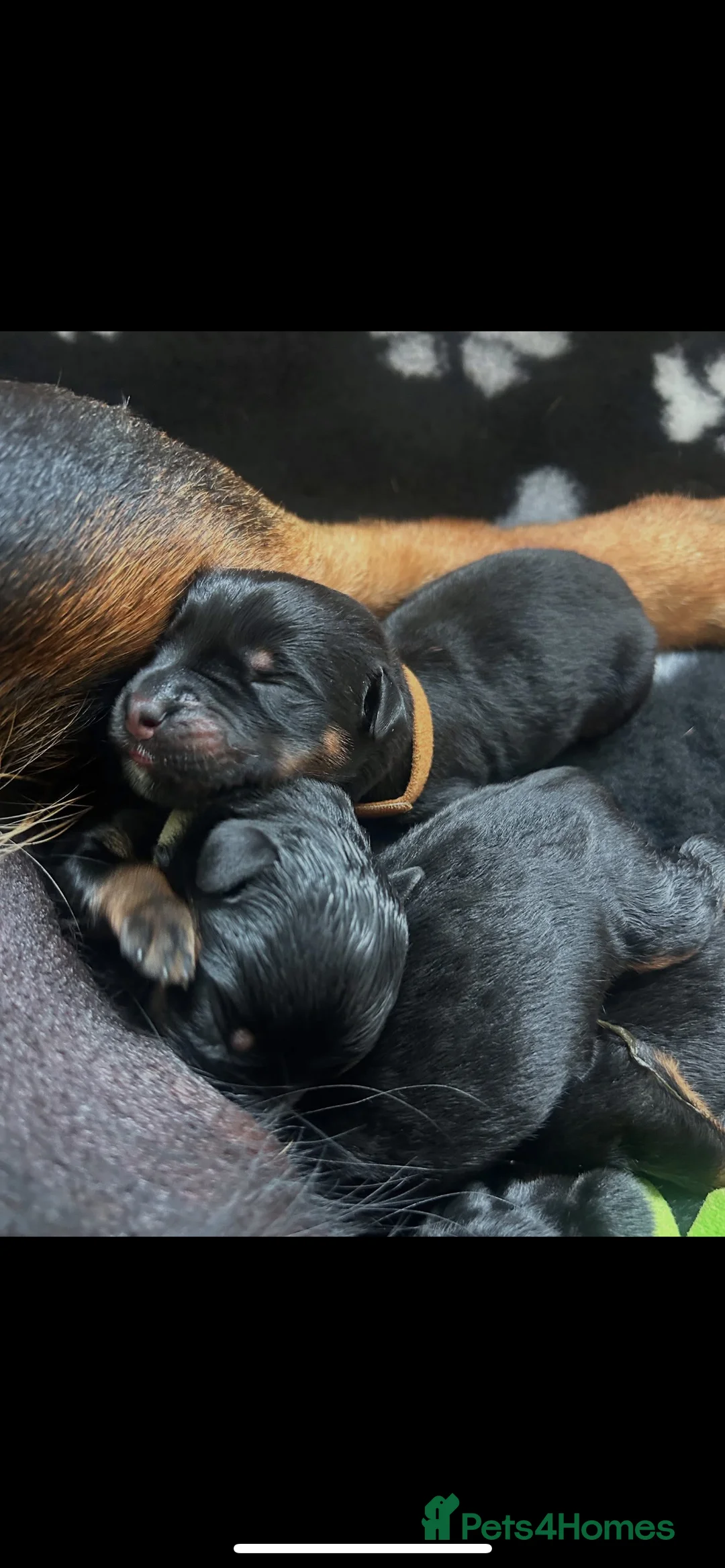 Rottweiler dogs for stud: Hector 60kg plus Rottweiler KC Reg  in Stanford-le-Hope - Advert 17