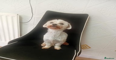 Maltipoo dogs - Advert 1