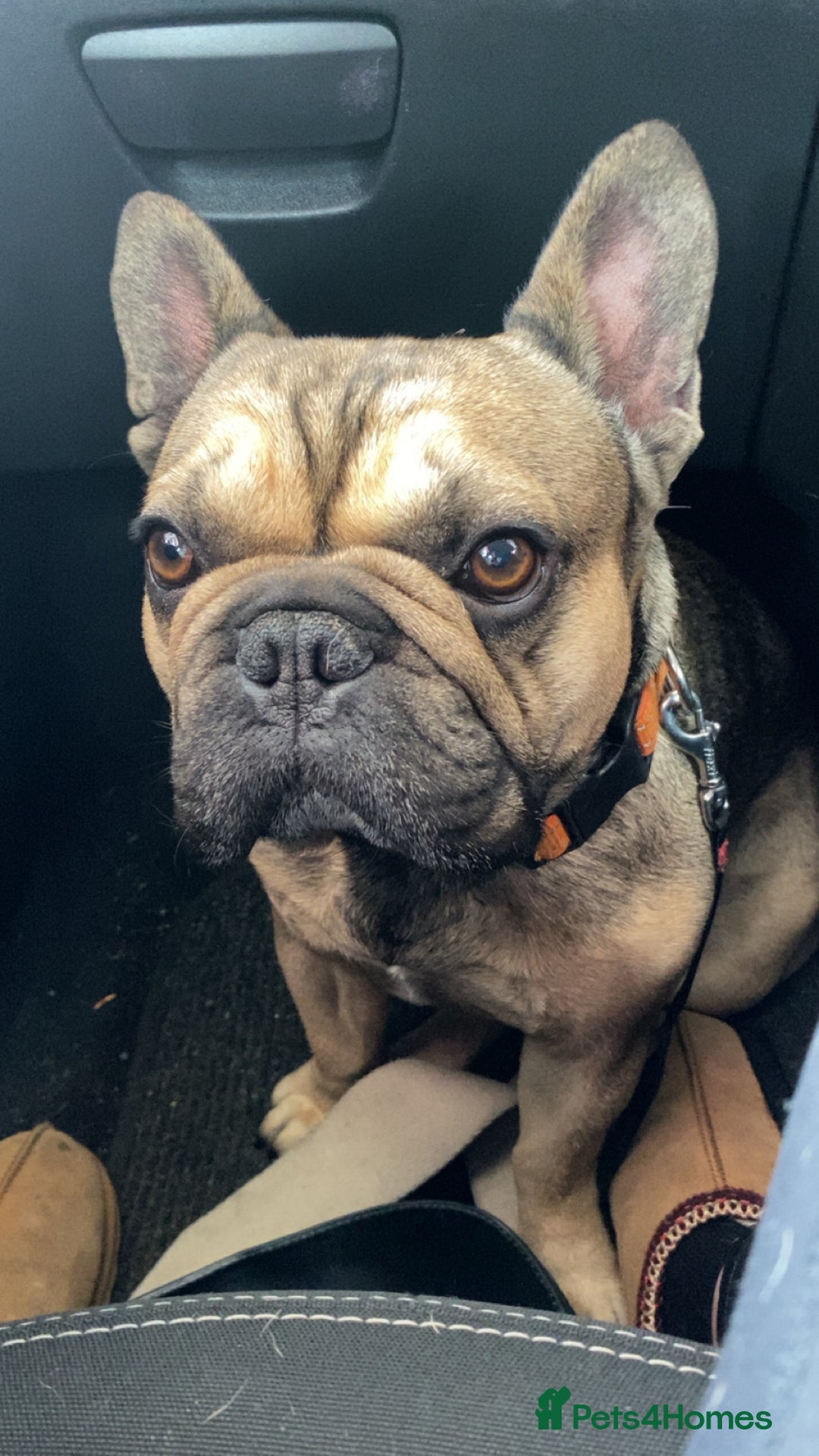 French Bulldog dogs for sale: French bulldog - Image 3