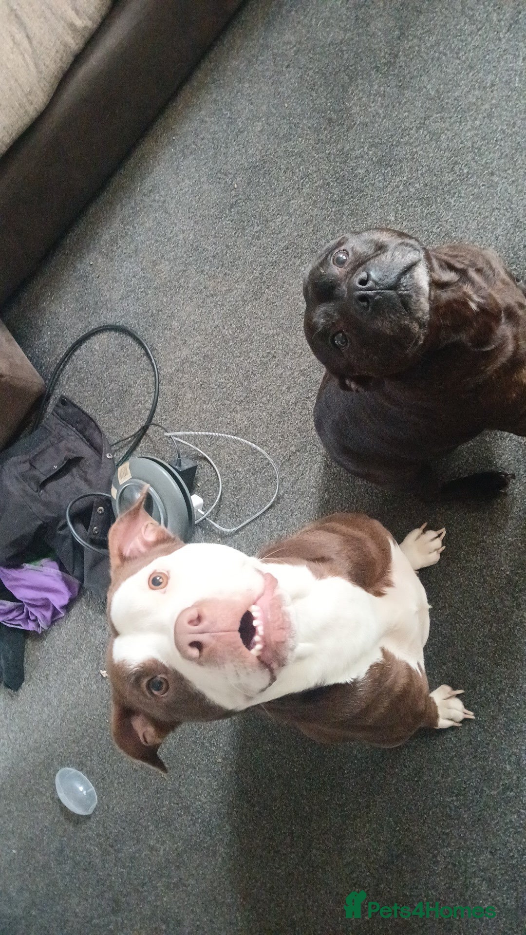 Alapaha Blue Blood Bulldog dogs for sale: Star! Alapaha Blue Blood Bulldog, 2 Years old - Image 2