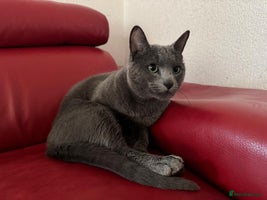 Russian Blue cats Purebred Russian Blue, GCCF-registered - Advert 8