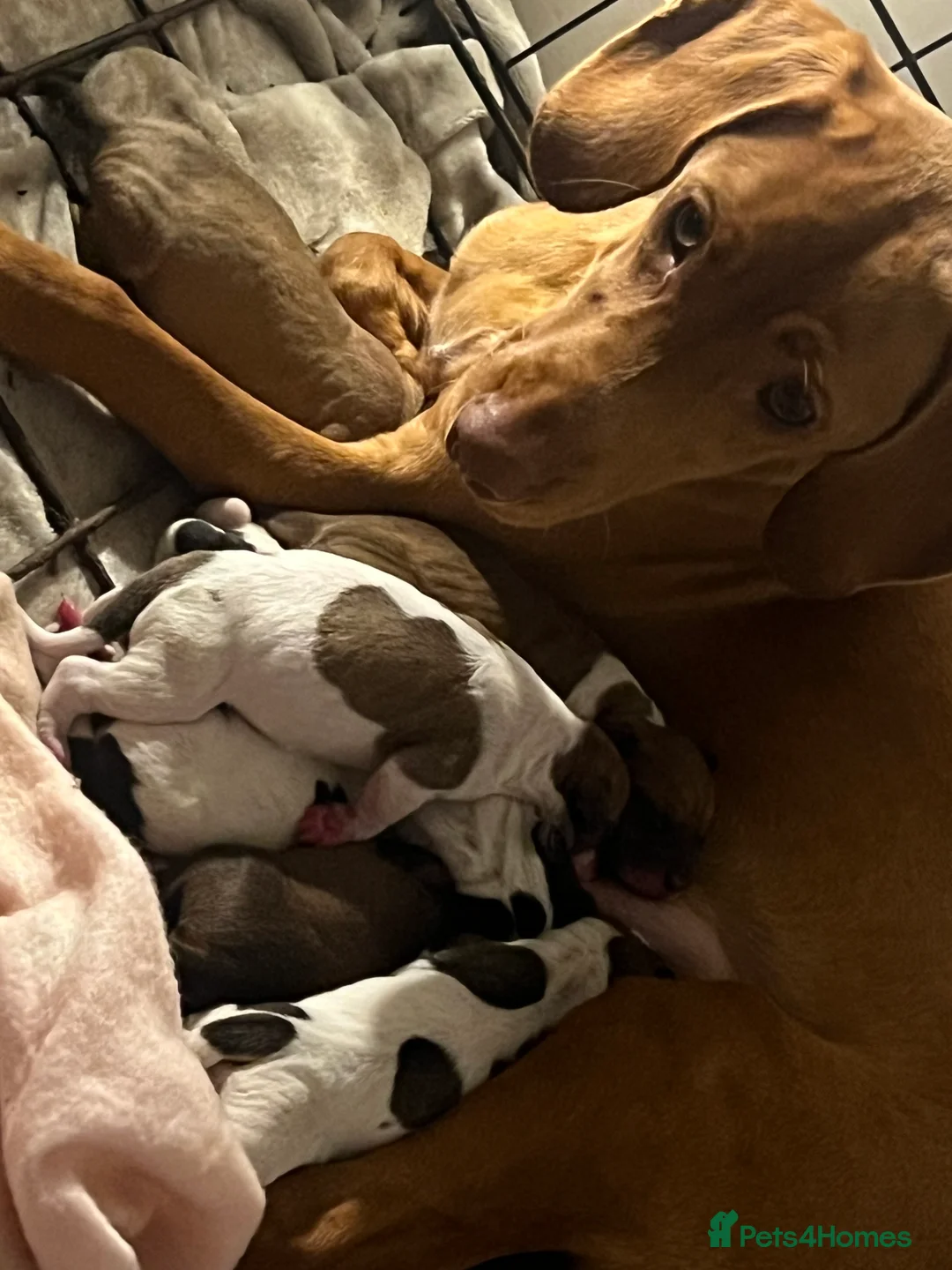 Mixed Breed dogs for sale: Vizsla X Whippet puppies - Advert 6