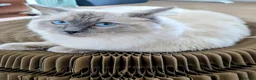 Ragdoll cats for sale: GCCF registered Pedigree 1YO Male Ragdoll for sale - Advert 2