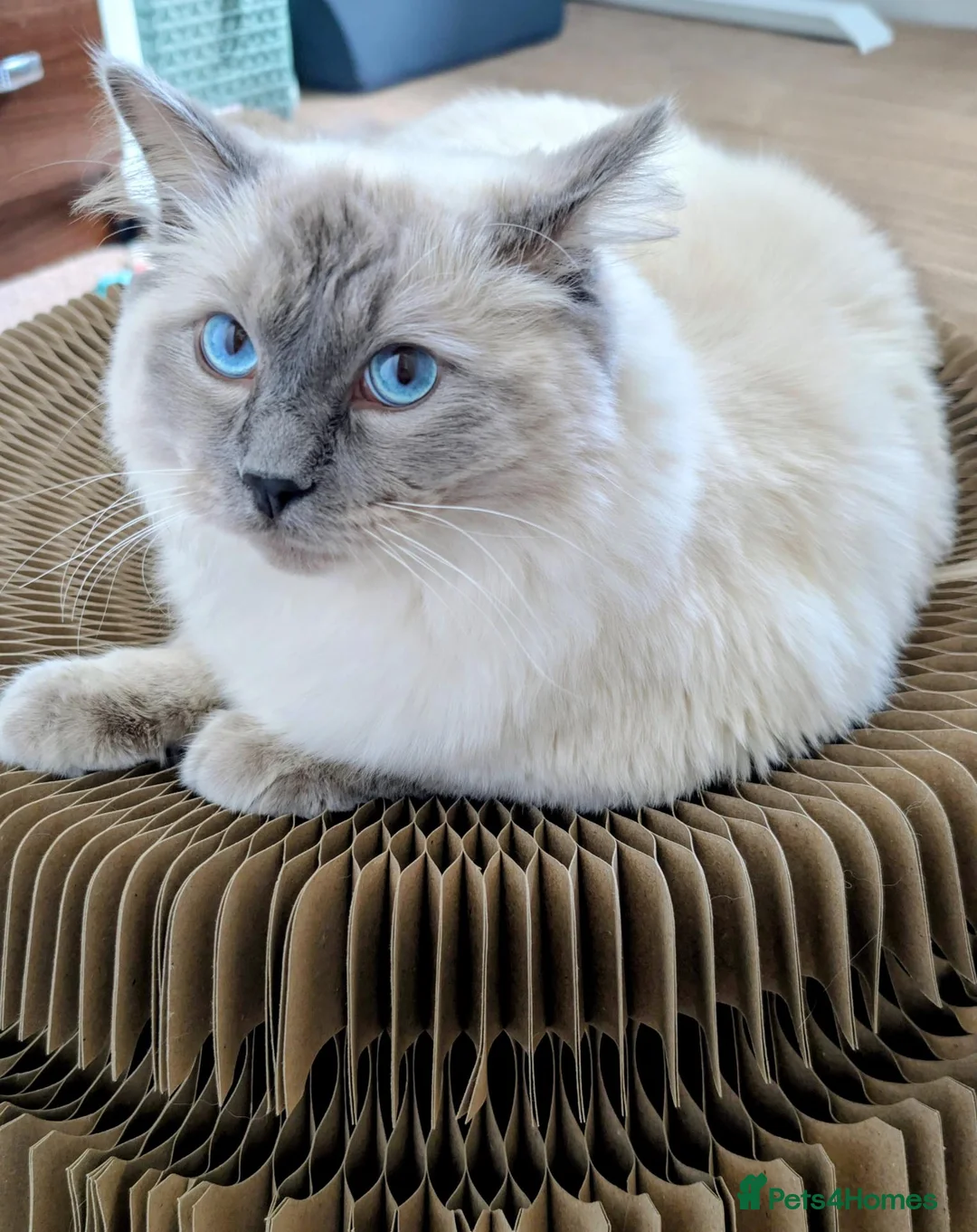 Ragdoll cats for sale: GCCF registered Pedigree 1YO Male Ragdoll for sale - Advert 2