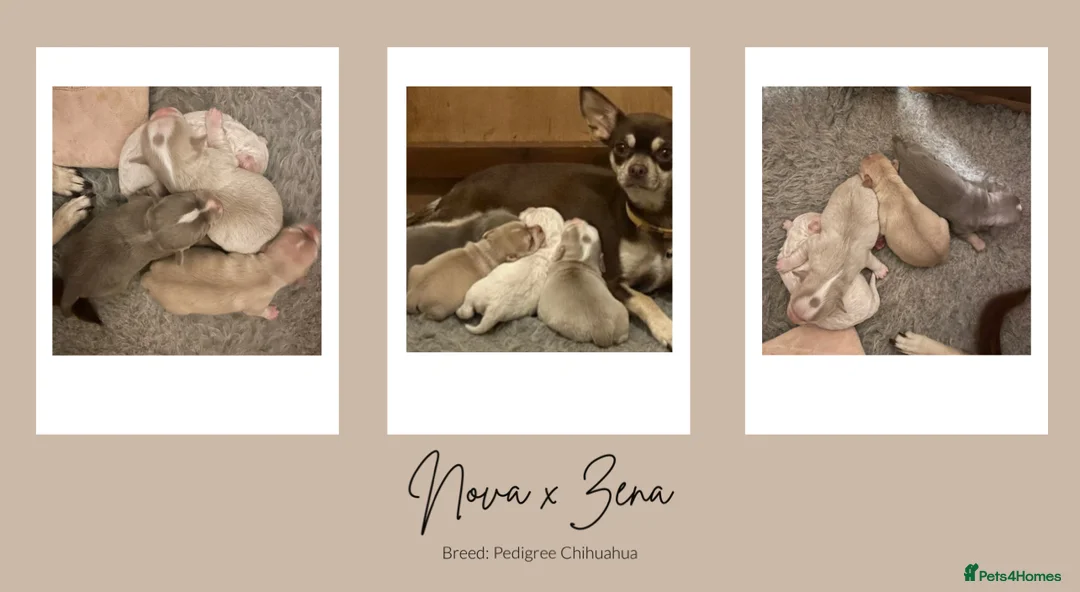 Chihuahua dogs for stud: Unique Chihuahua for Stud 🐾 in Southampton - Advert 22