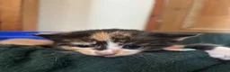 Mixed Breed cats for sale: Stunning Kittens - Advert 3