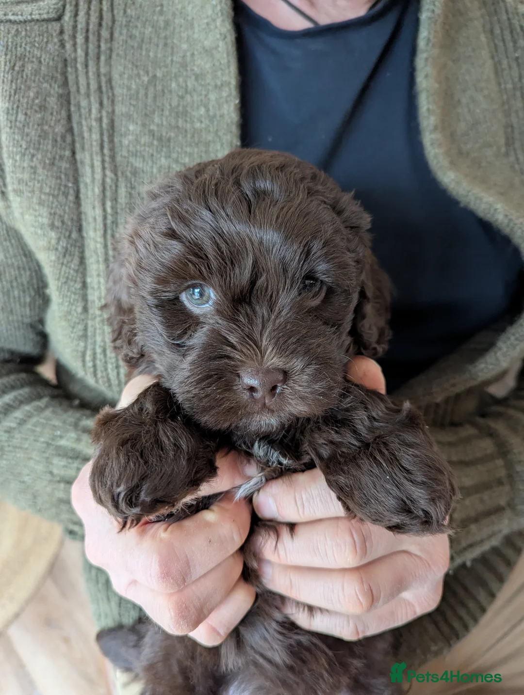 Shihpoo dogs for sale: Beautiful chocolate shihpoos  in Tyn-y-Gongl - Advert 1
