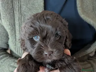Shihpoo dogs Beautiful chocolate shihpoos in Tyn-y-Gongl - Advert 7