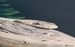 Rat Snake reptiles for sale: BAIRDS RAT SNAKE  - Image 1