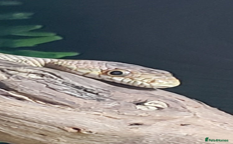 Rat Snake reptiles - Advert 1