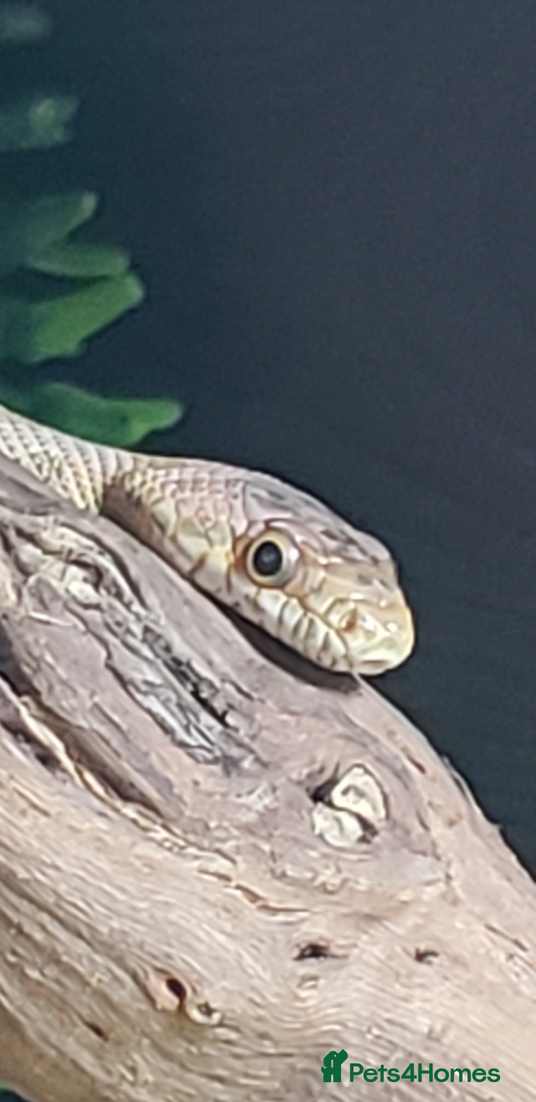 Rat Snake reptiles for sale: BAIRDS RAT SNAKE  - Image 1
