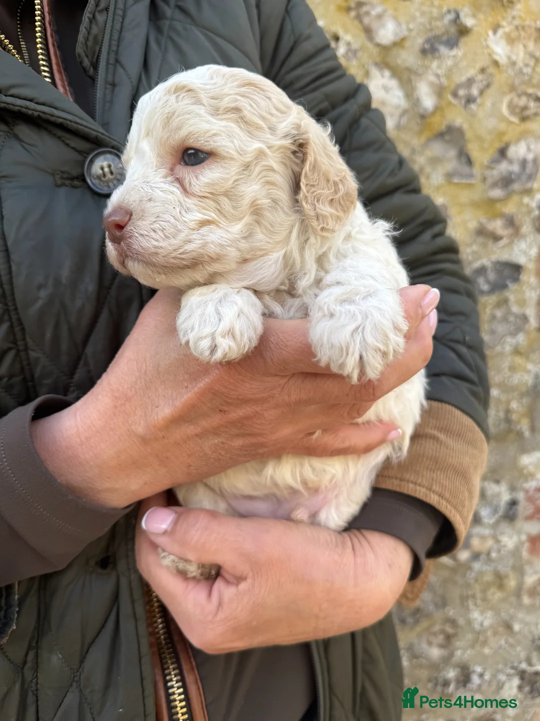 Lagotto Romagnolo dogs for sale: Lagotto Romagnolo in Dorchester - Advert 11