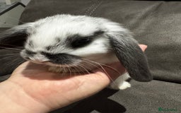 Mini Lop rabbits for sale: Gorgeous Bucks available  - Image 6