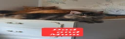 Maine Coon cats for sale: Maine coon kittens 😸 2 boys and 2 girls - Advert 17