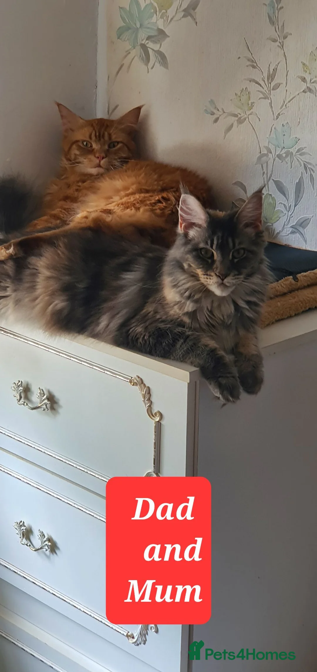 Maine Coon cats for sale: Maine coon kittens 😸 2 boys and 2 girls - Advert 17
