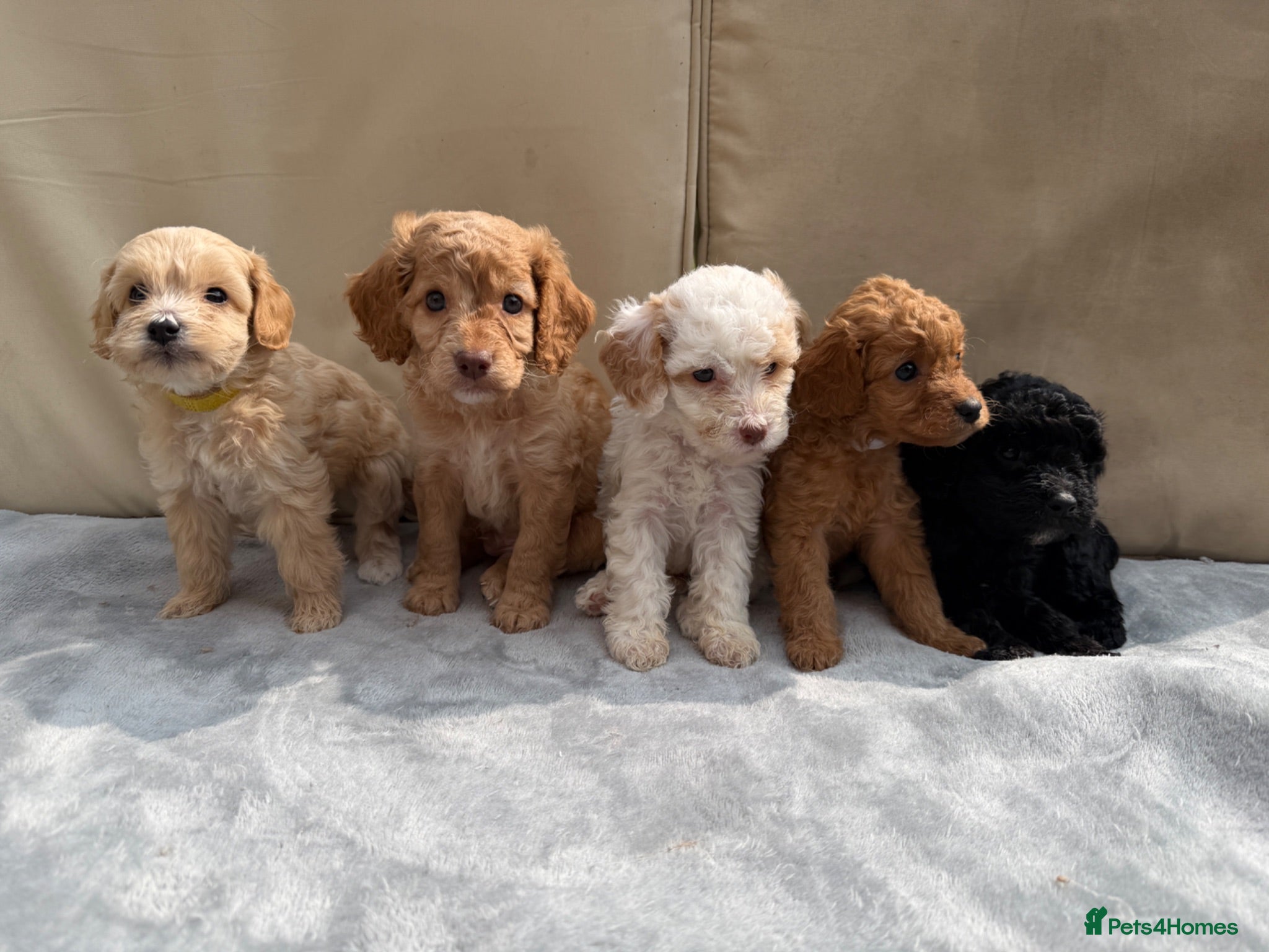 Mixed Breed dogs Cockapoo X Cavapoo, 5 gorgeous puppies. - Advert 1
