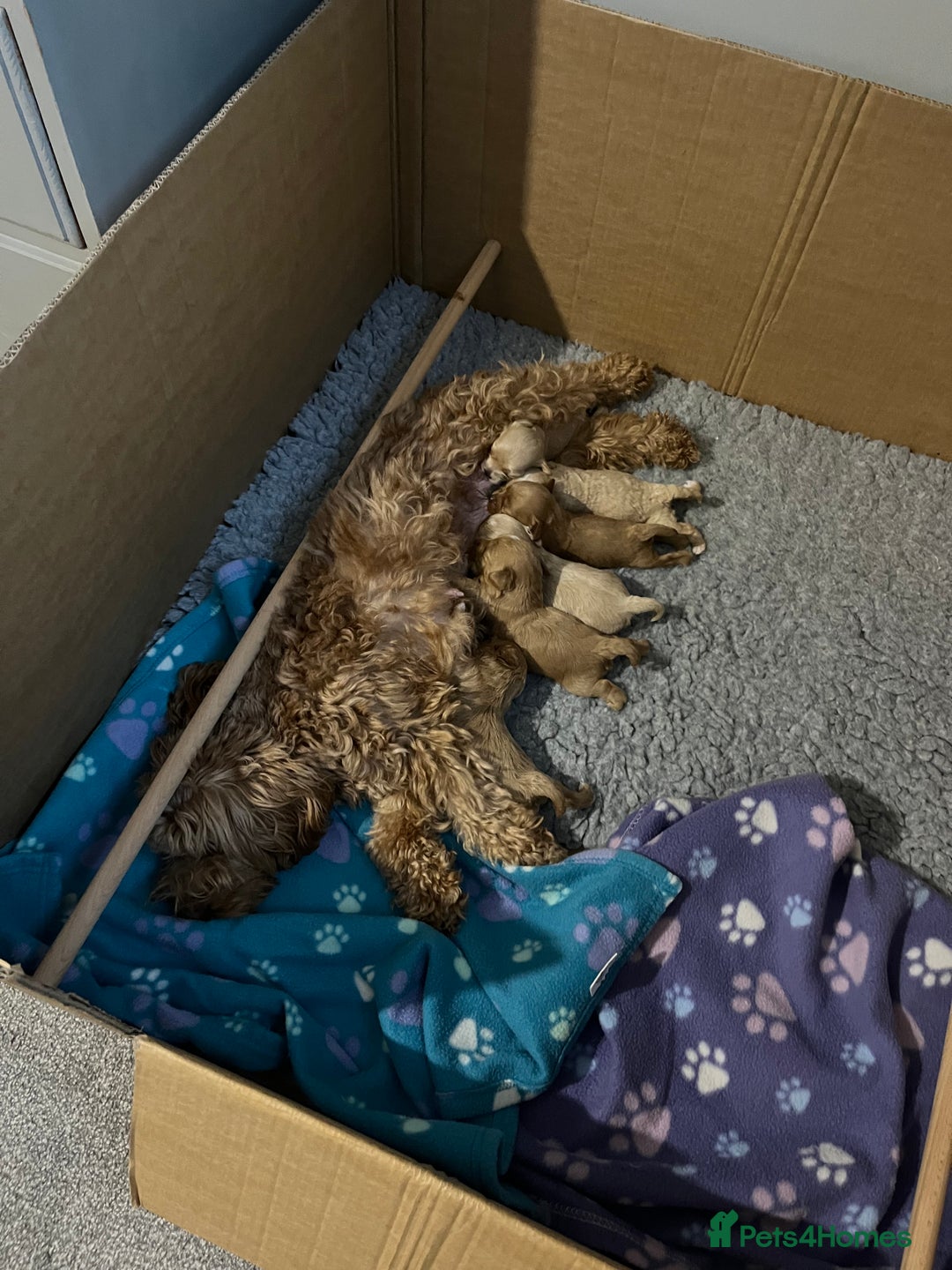 Maltipoo dogs for sale: Gorgeous Maltipoo Pups looking for their new home  - Advert 14