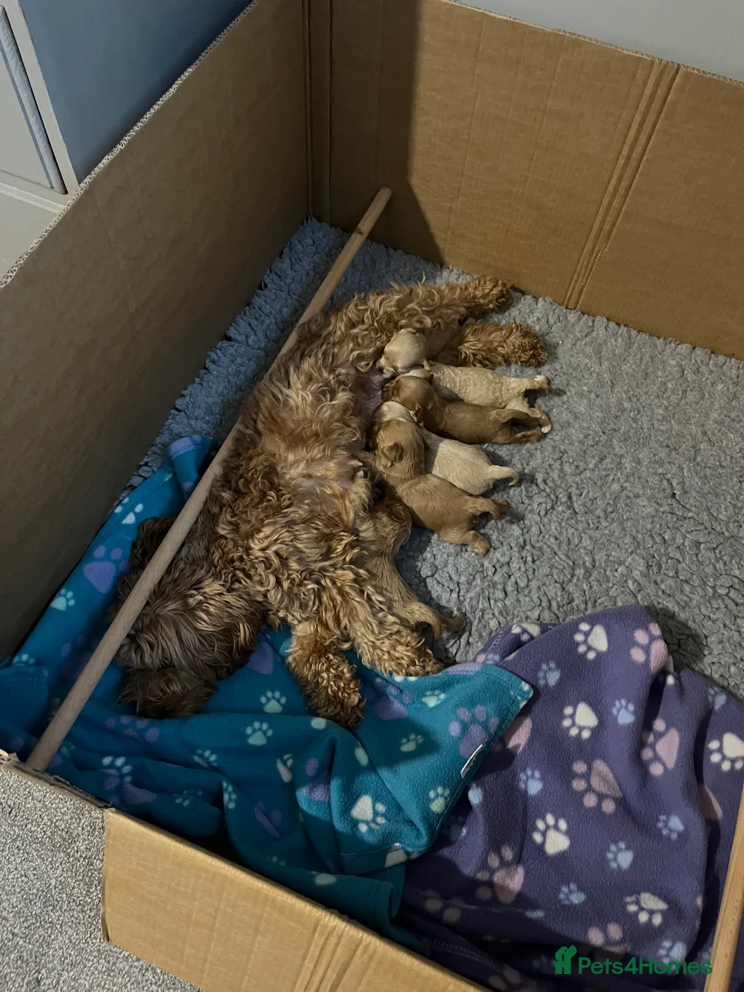 Maltipoo dogs for sale: Gorgeous Maltipoo Pups looking for their new home  - Advert 13