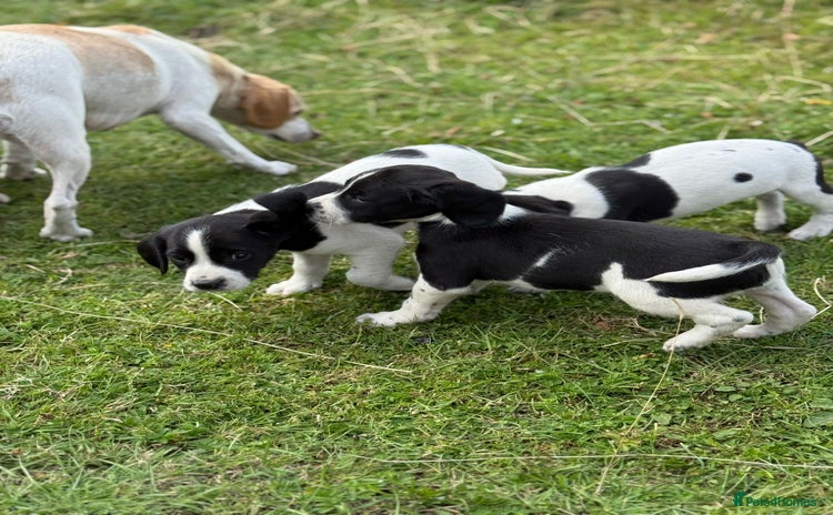 Mixed Breed dogs - Advert 1